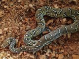 Angolan Python Facts Description Diet And Pictures