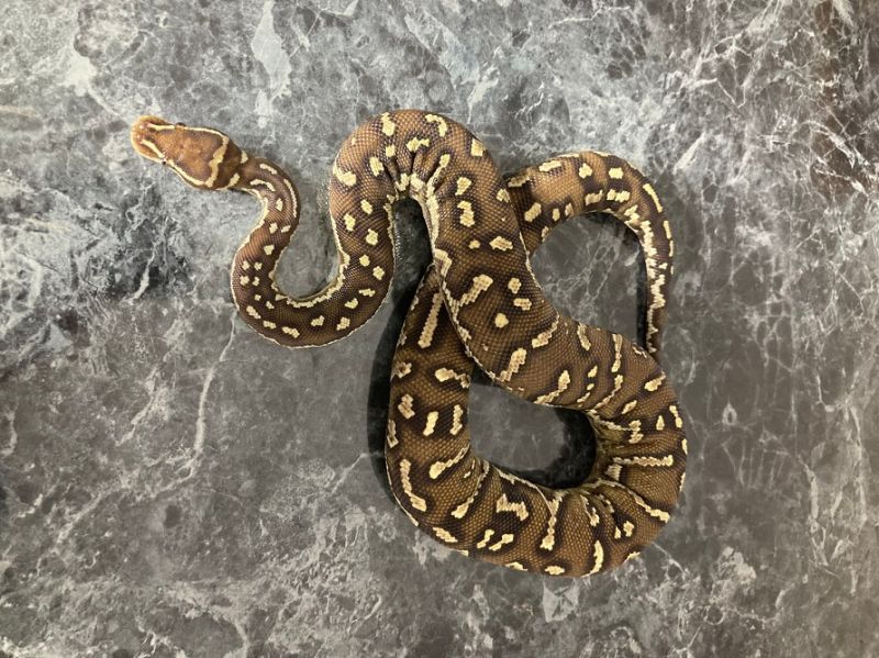 Angryball Ball Python X Angolan Python Hybrid Feed Youtube - Light Background Collection - High Resolution Quality