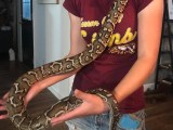 Angolan Python Facts Description Diet And Pictures