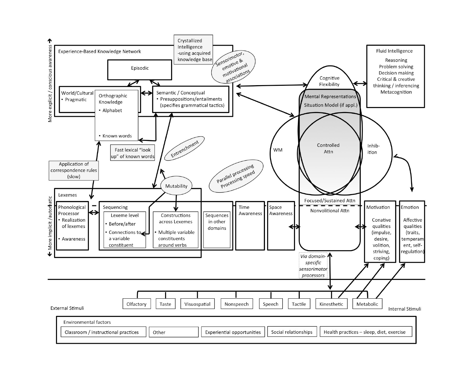 The Neurocognitive Model of Language & Executive Function – The