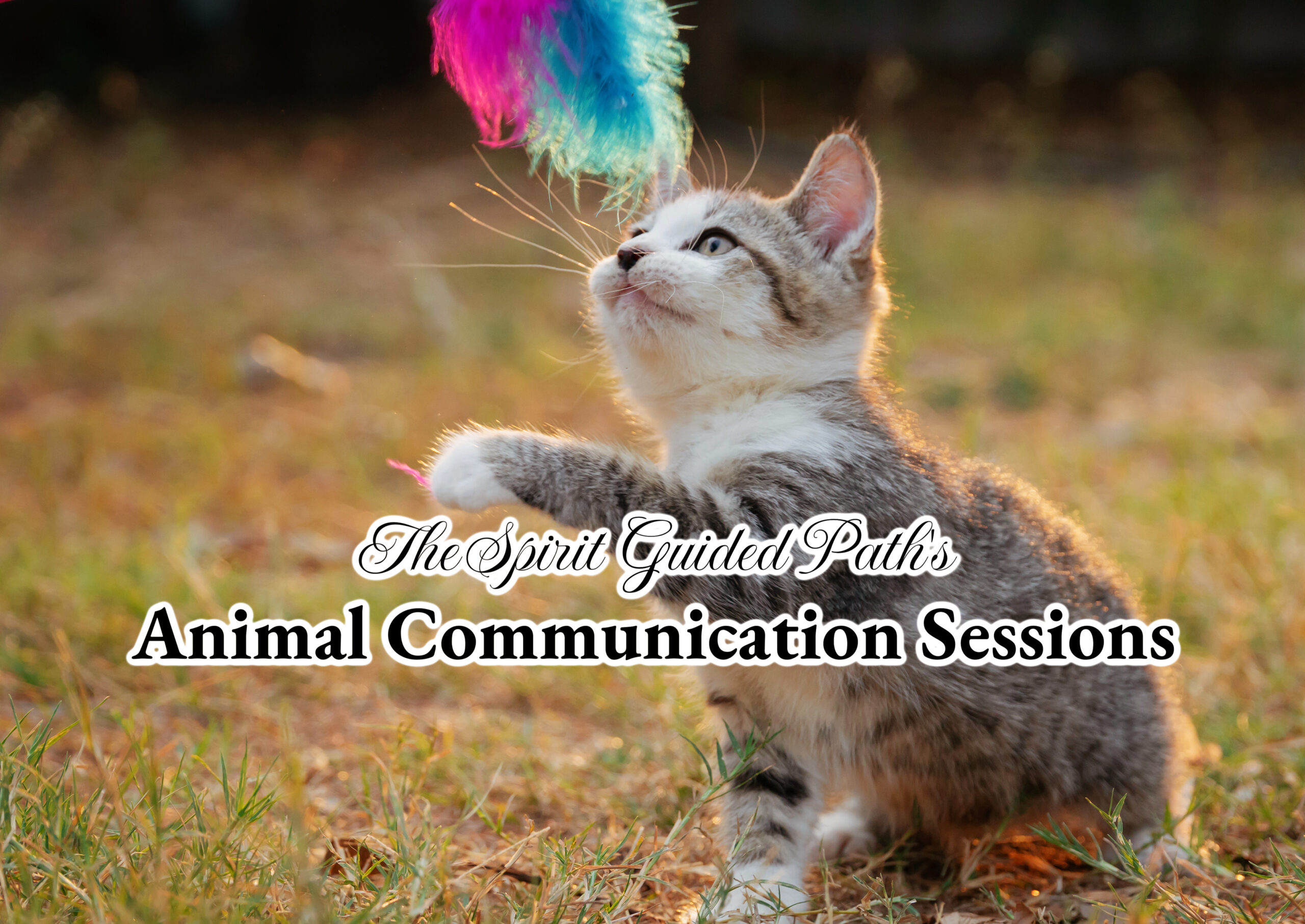 Animal companion services