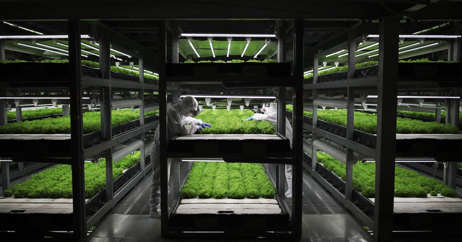 Japan Vertical Farm Pioneer Spread Hits 100 Million Lettuce Serving