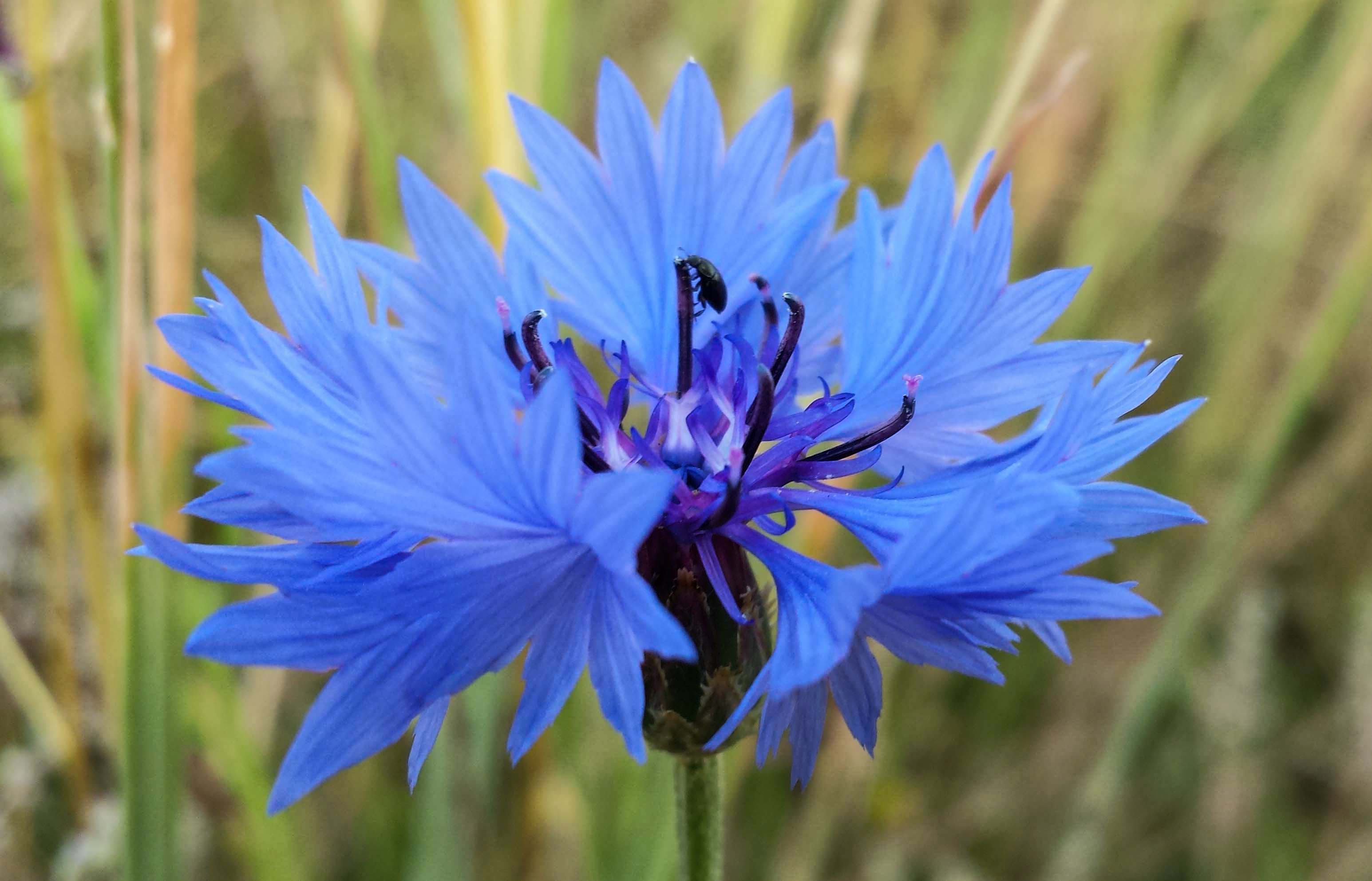 cornflower