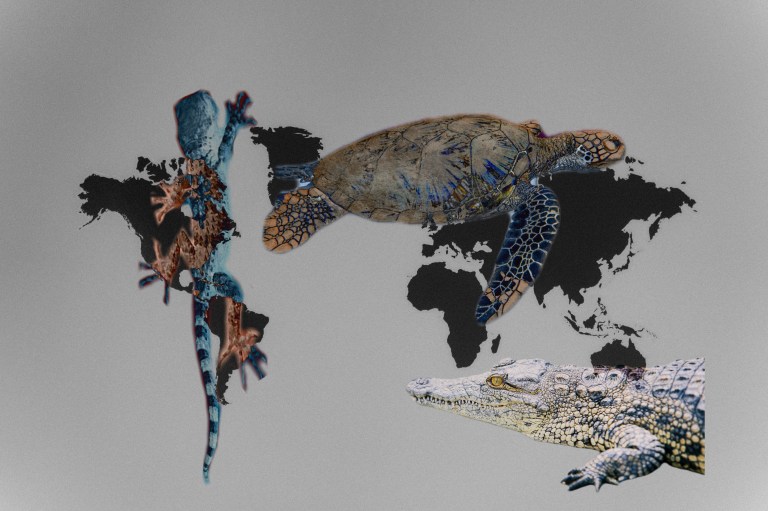 Artistic depiction that overlays photos of reptiles over world map