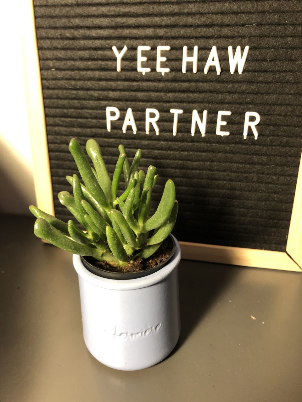 Photo of succulent plant with the words Yeehaw Partner in stencil letters on board behind the plant