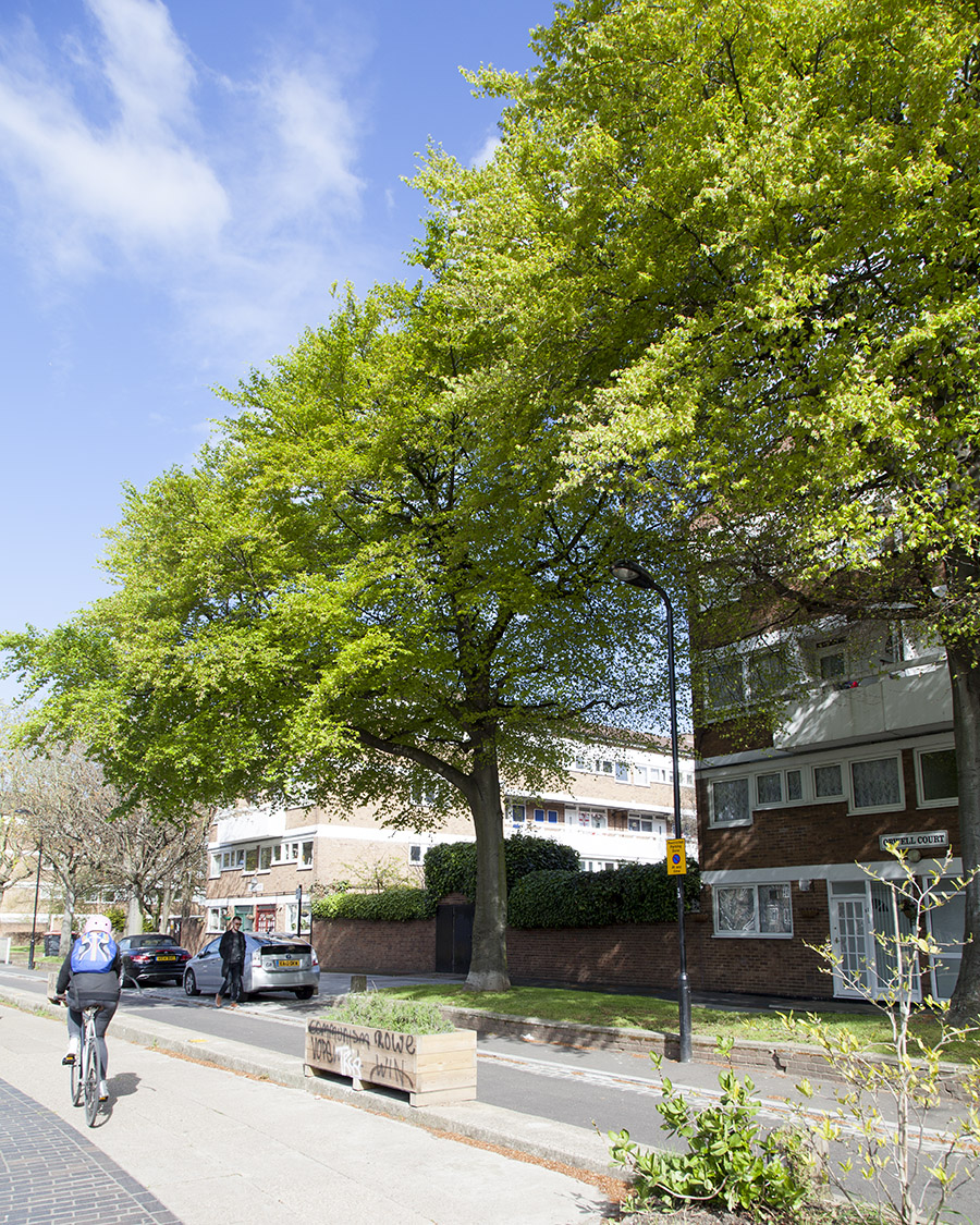 Beech trees in Hackney