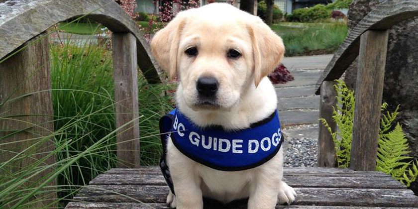 guidedogs