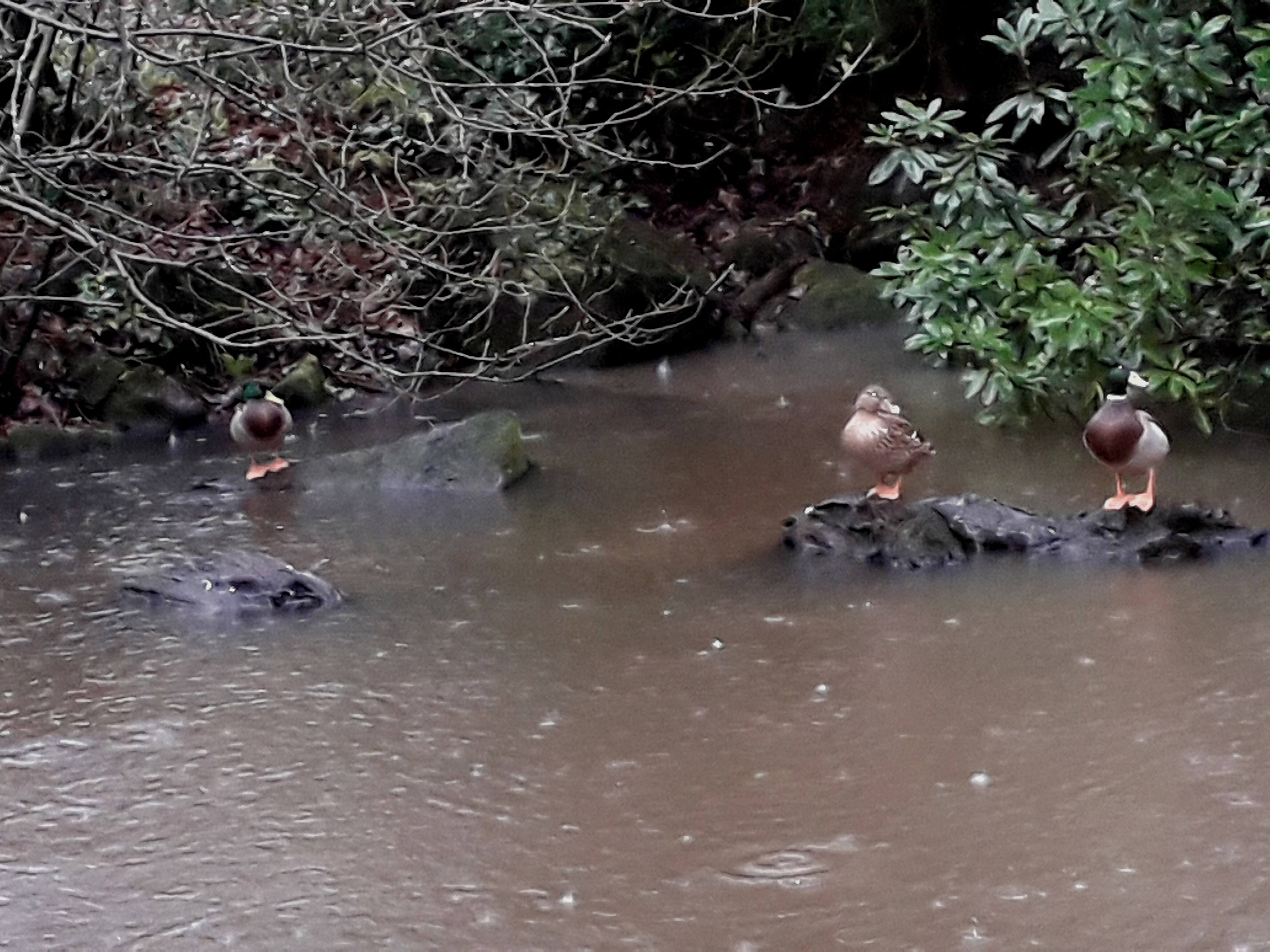 ducks