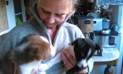 dogs tiny