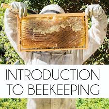 retirement hobby beekeeping