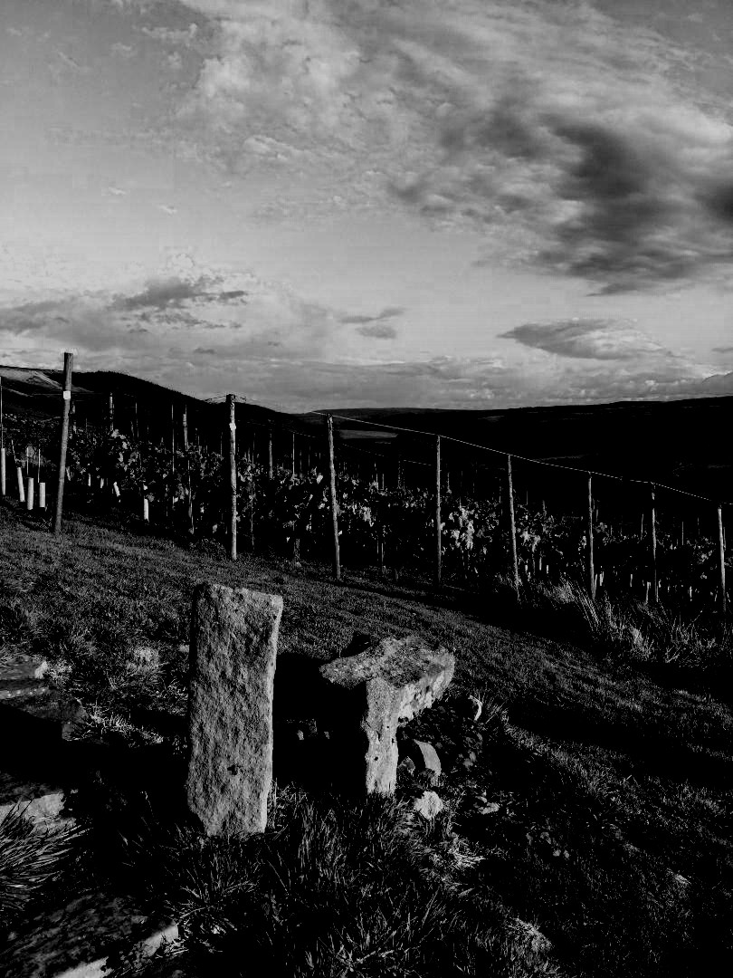 vineyard years