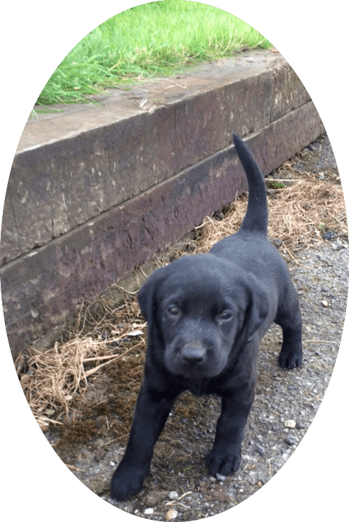 Small step for man a giant leap for dog!