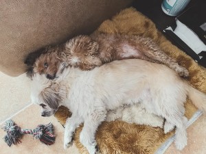 The Mind That Won’t Unwind: What My Dog Taught Me About Self-Acceptance 4 Tao Style Overhead view of two small dogs lying stretched out together on a plush tan rug next to a rope toy.