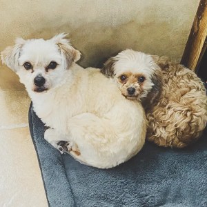 The Mind That Won’t Unwind: What My Dog Taught Me About Self-Acceptance 1 Tao Style A fluffy cream dog and a small curly brown dog curled up together inside a dark grey dog bed.
