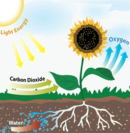 The net process of photosynthesis is described by the following equation: Forms of Energy: Chemical, electrical, radiant, mechanical
