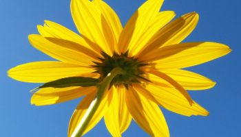 Best Reverse Image Search Engines