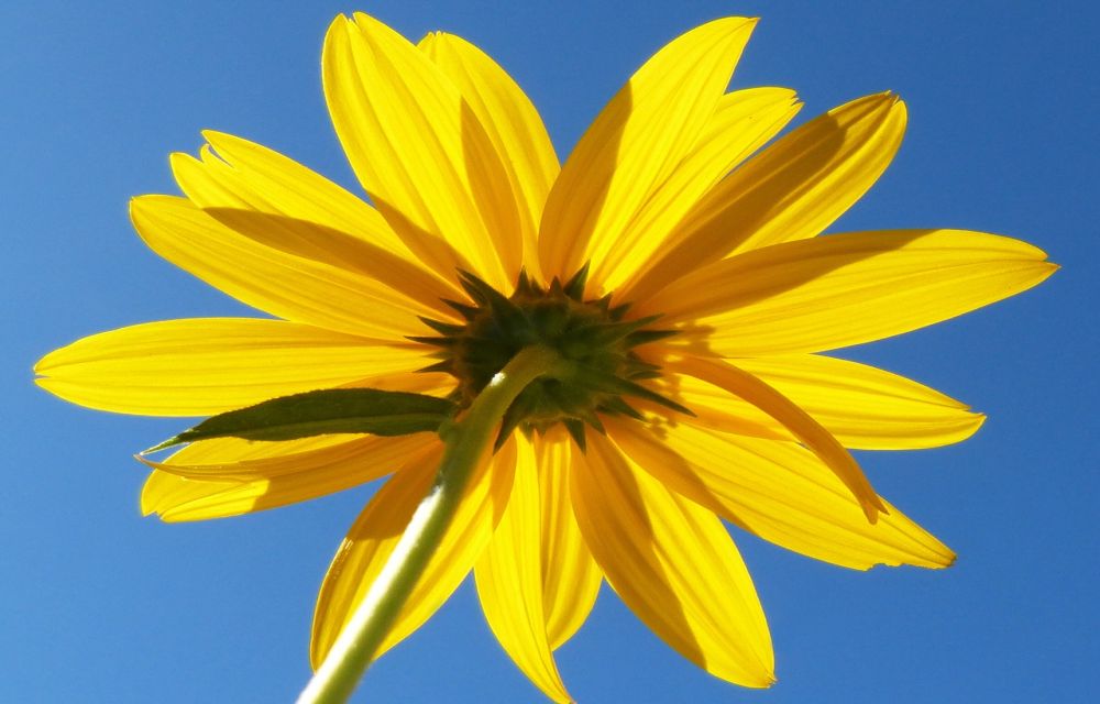 Best Reverse Image Search Engines