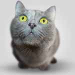 best cat gadgets for tech lovers
