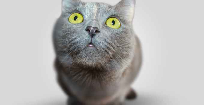 best cat gadgets for tech lovers