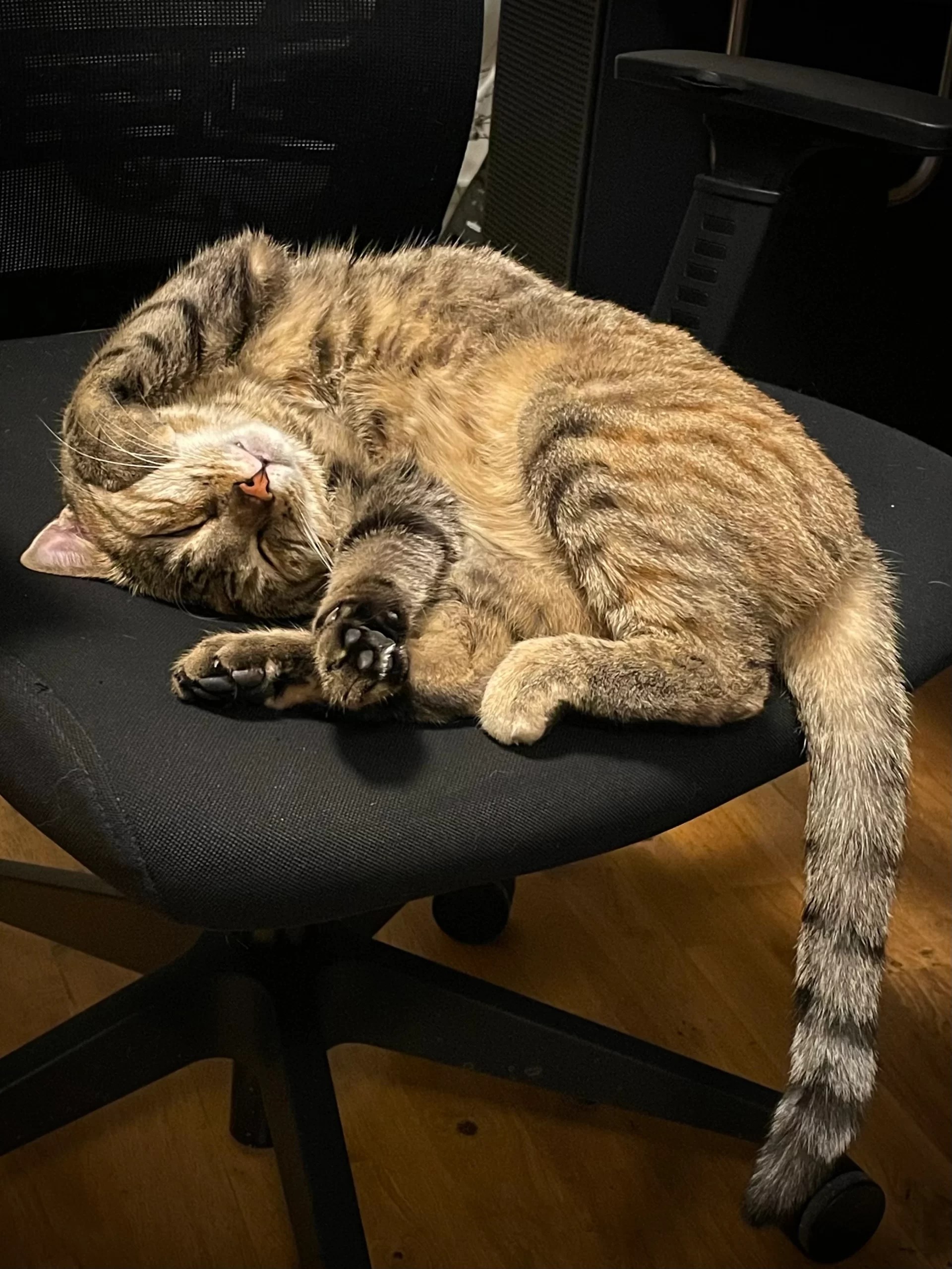 Squeaks napping on the office chair.