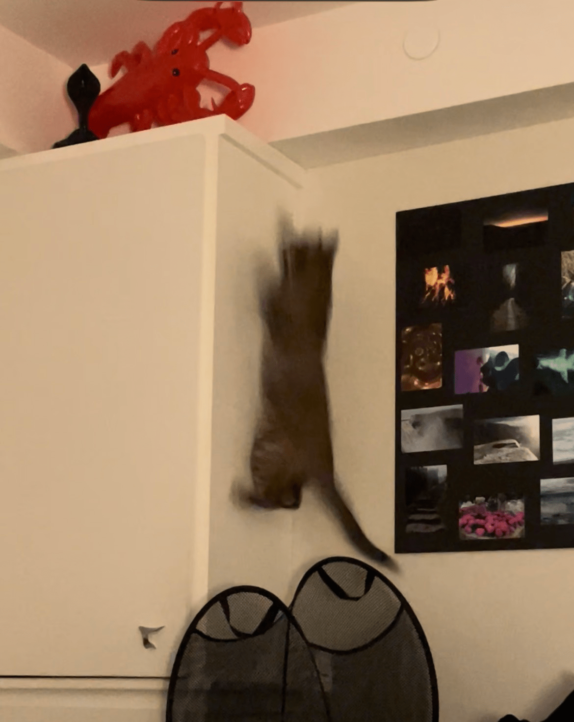 Squeaks running up the closet wall
