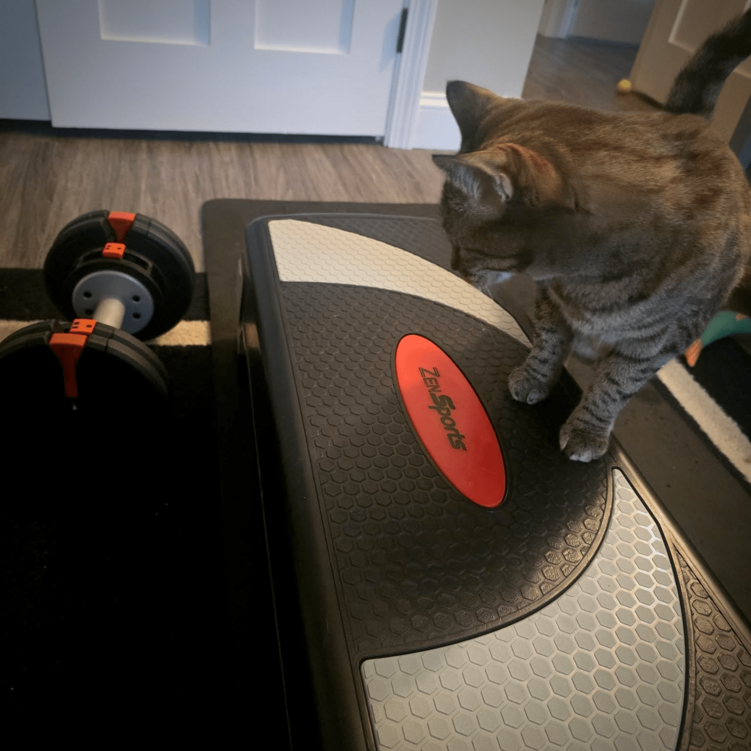 Squeaks staring at exercise weights