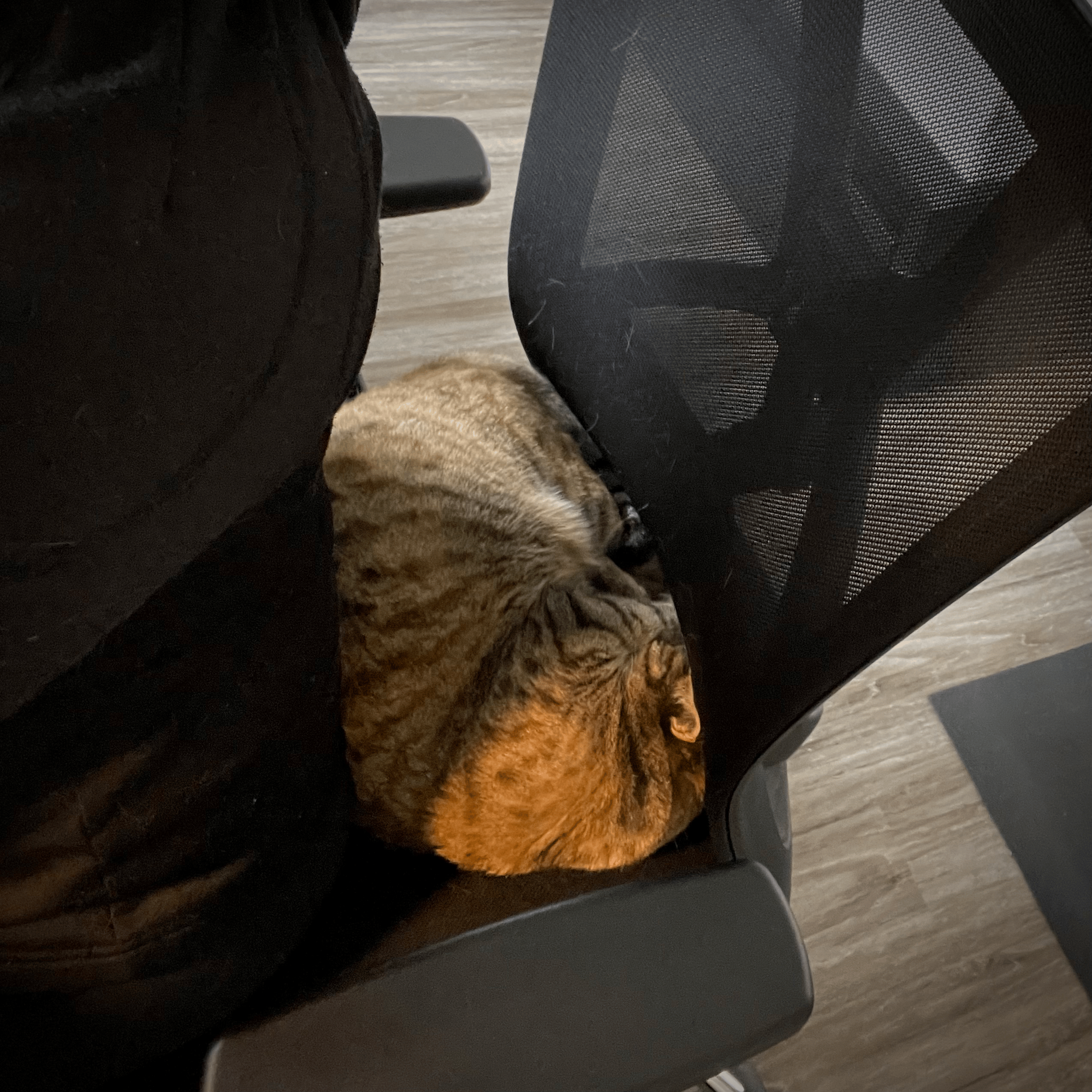 The therapy cat curled up squeezing behind the human’s butt on the office chair.
