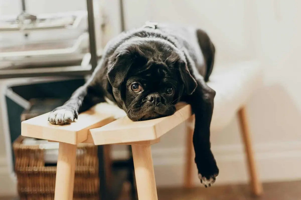 Never Bored Again: How to Reclaim Curiosity and Presence