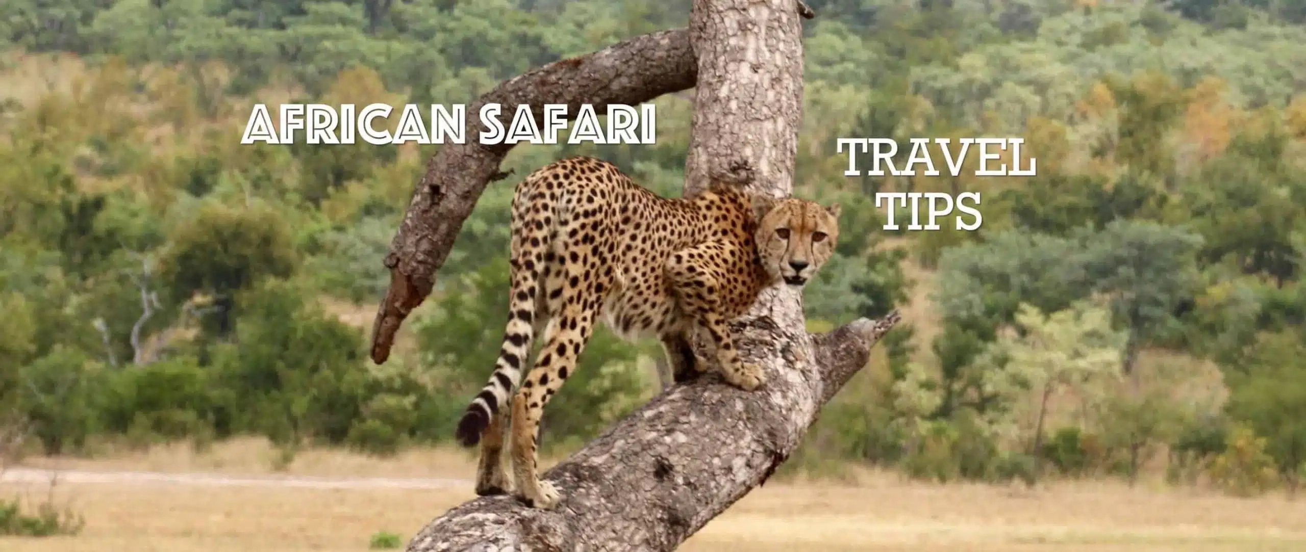 African Safari Travel Tips The Traveling Red