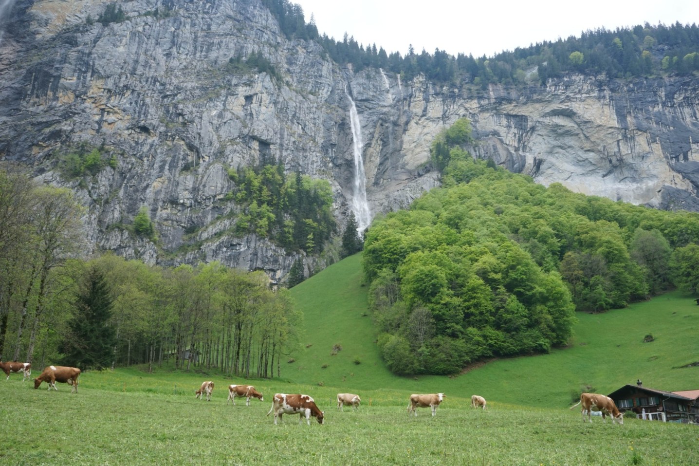 cows in lauterbrunnen