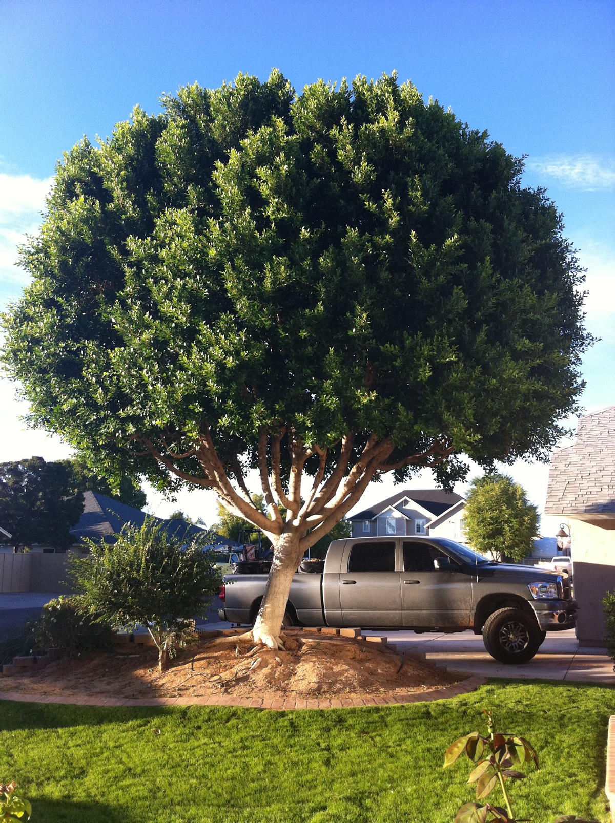 How To Care For Outdoor Ficus Trees