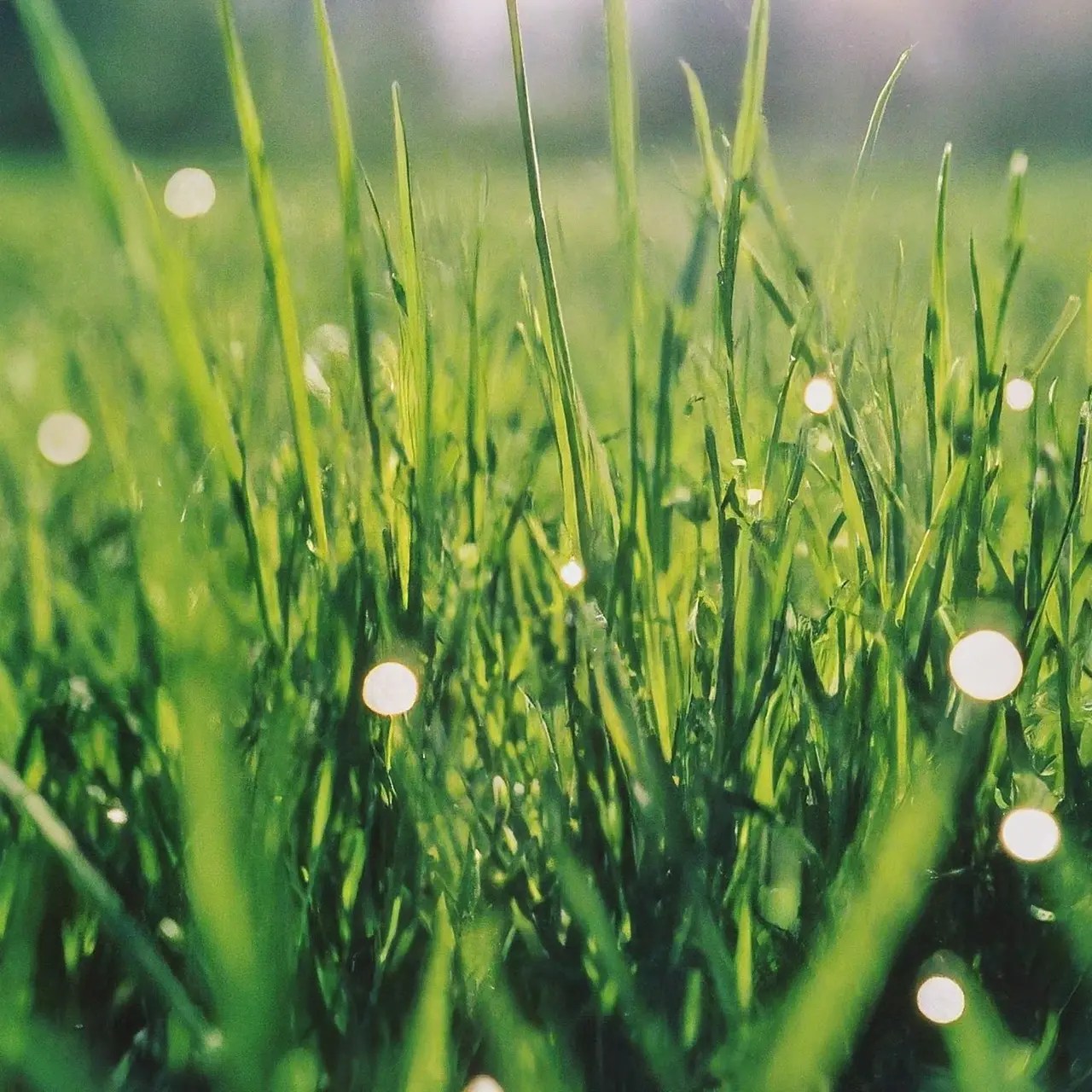 Eco-Friendly Gardening: How Low Water Turf is Saving Resources - The Turf Yard -