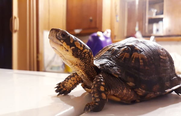 Can Turtles Eat Bread Why Feeding Bread To Turtles Is Bad Turtle Pet Turtle Nutritious Diet Tortoise with amputated front limb. Can Turtles Eat Bread Why Feeding Bread To Turtles Is Bad Turtle Pet Turtle Nutritious Diet Baby turtles generally cannot hurt you with thier bites.