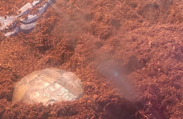 Found A Tiny Ba Box Turtle In The Yard So We Repurposed A Water Table The Boys Have Grown Out Of Into A T Turtle Habitat Box Turtle Habitat Tortoise Habitat The best thing that you can use as a substrate bedding for your sulcata tortoise is a combination of soil with sand.