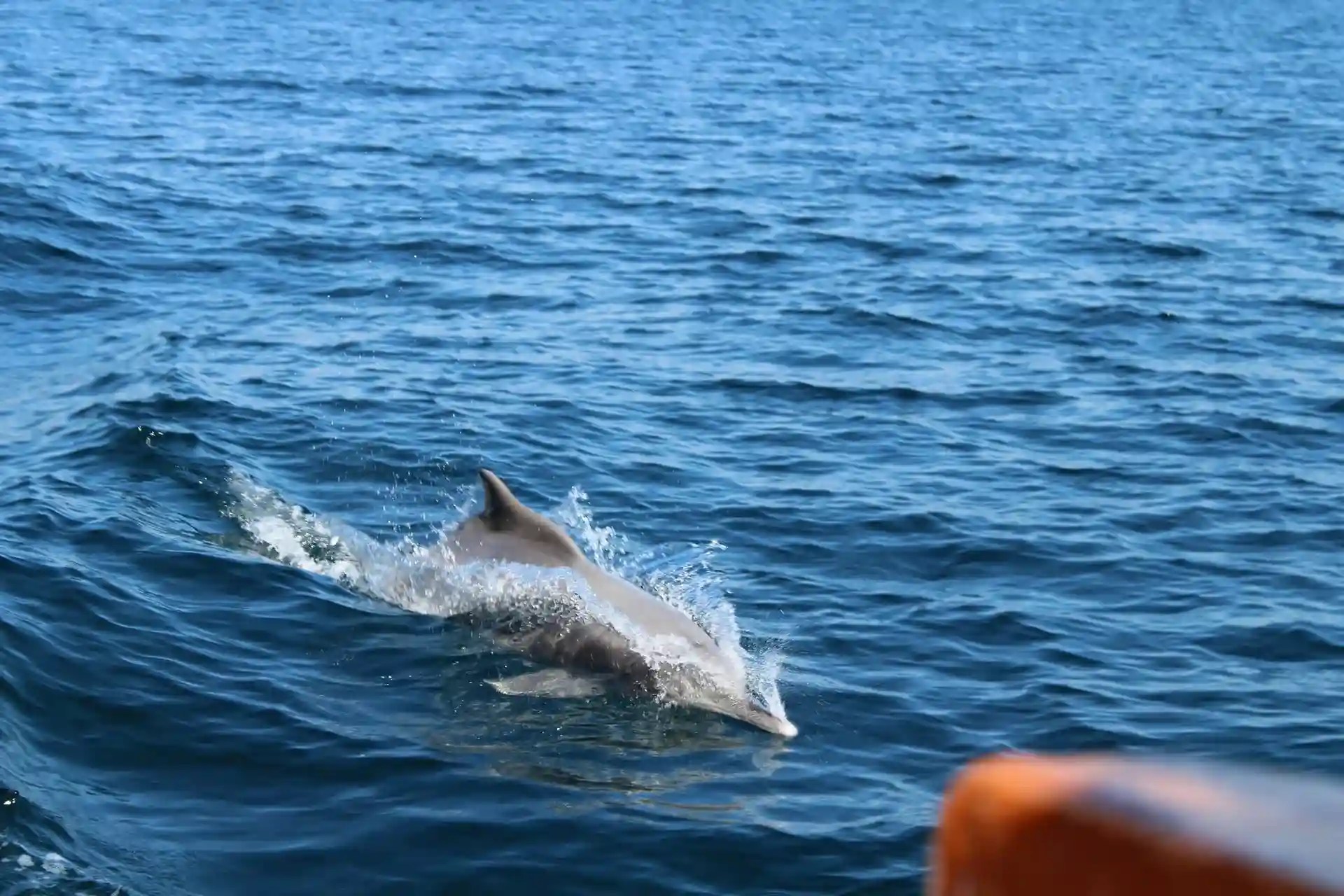 Musandam Ultimate Dibba Adventure