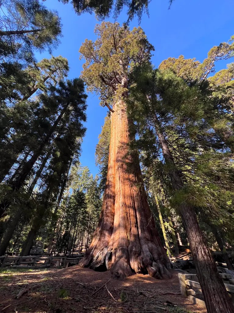 one day in sequoia national park general sherman tree