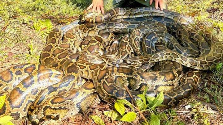 Wildlife Team Captures 55-kg Python in J&K’s Rajouri, Reptile Found After Swallowing a Jackal, Later Vomited It Out