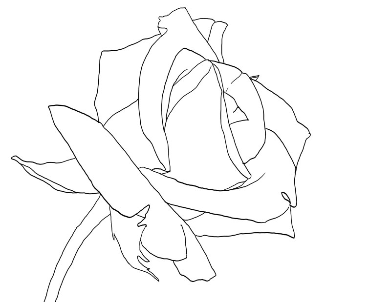 wallpapers Easy Rose Drawing Reference how to draw a rose