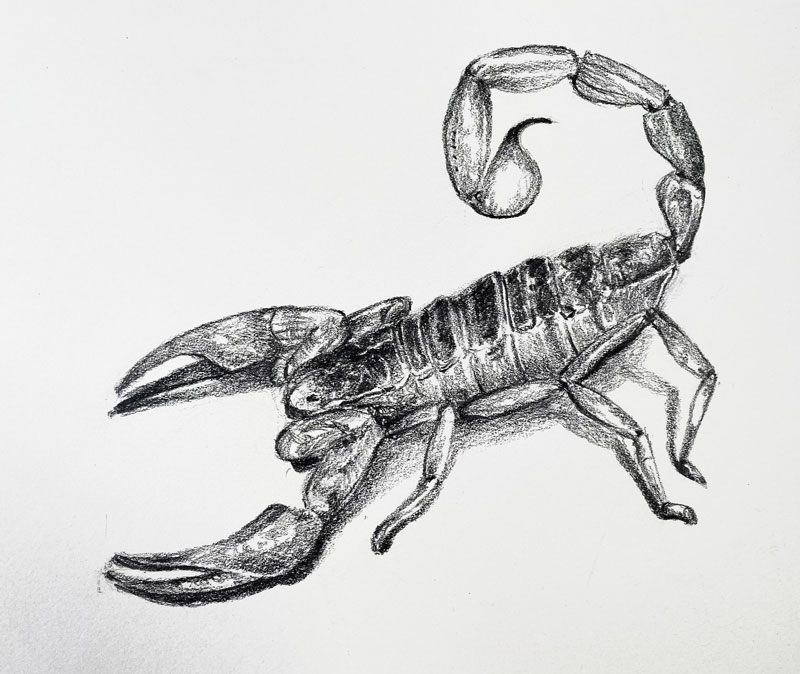 pix Realistic Scorpion Drawing the virtual instructor