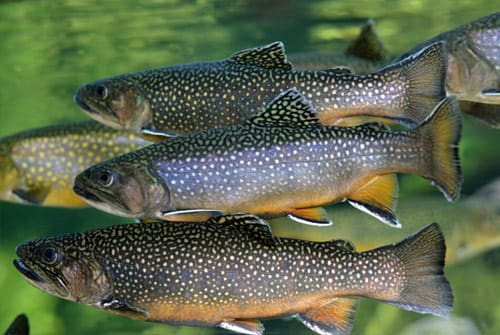 Virginia Living Museum Brook Trout