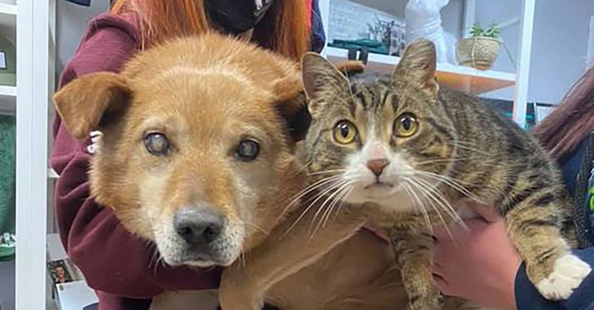 A Blind Doggo And His Cat Supporter Gets A Forever Home