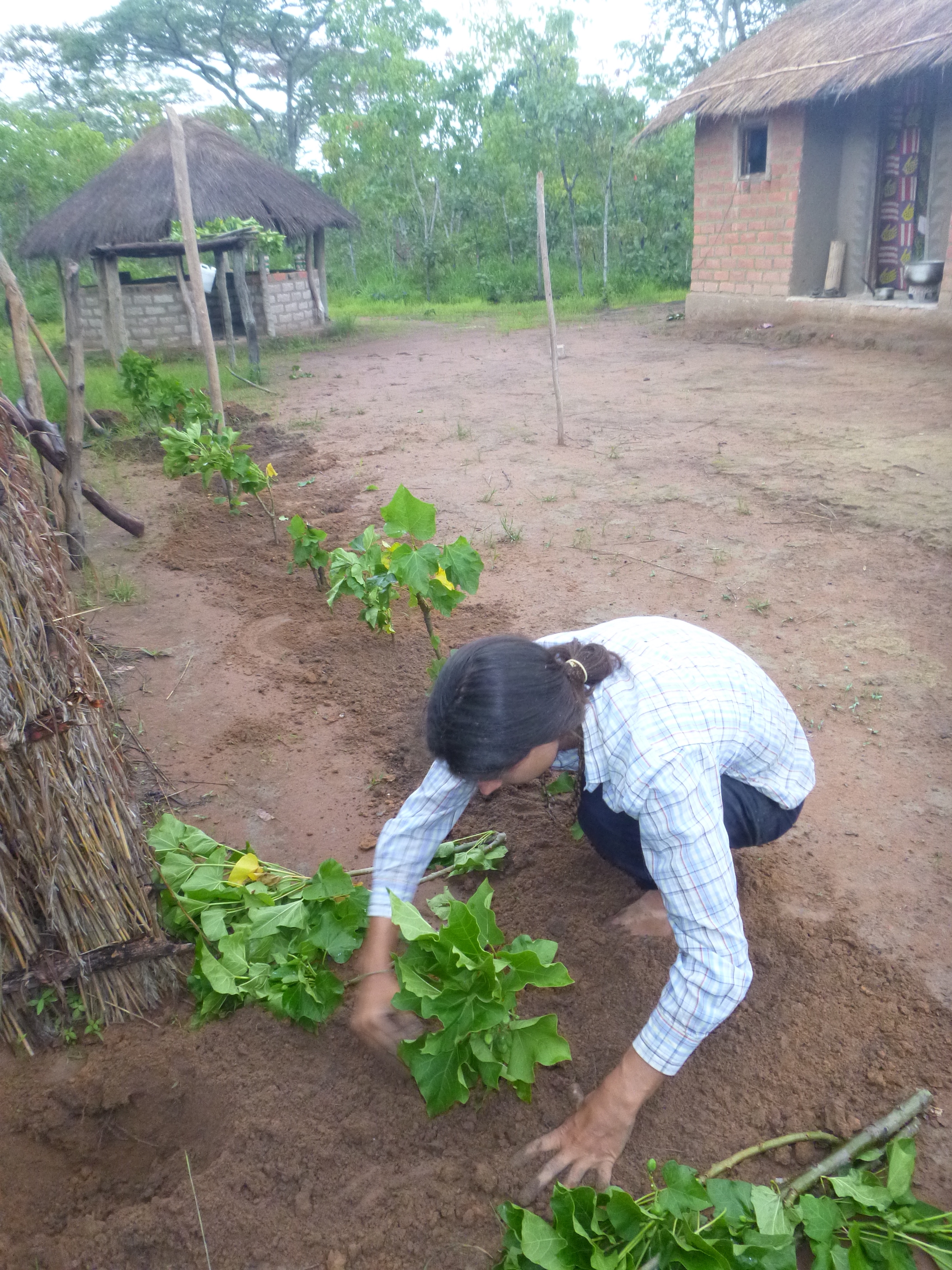 Samwell planting jatropha cuttings around my existing garden fence.