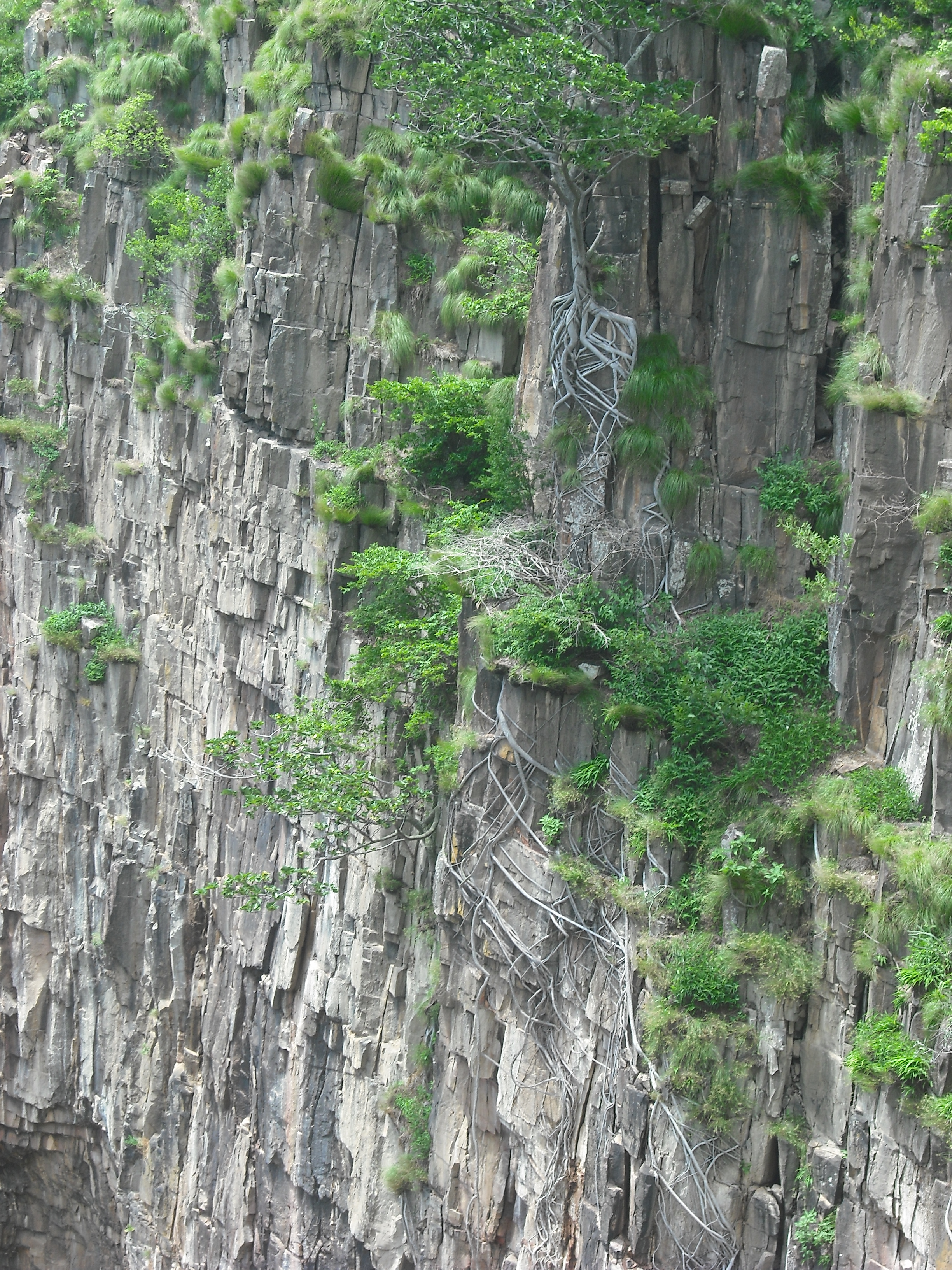 Tree roots cling to the cliffs around Kalambo Falls