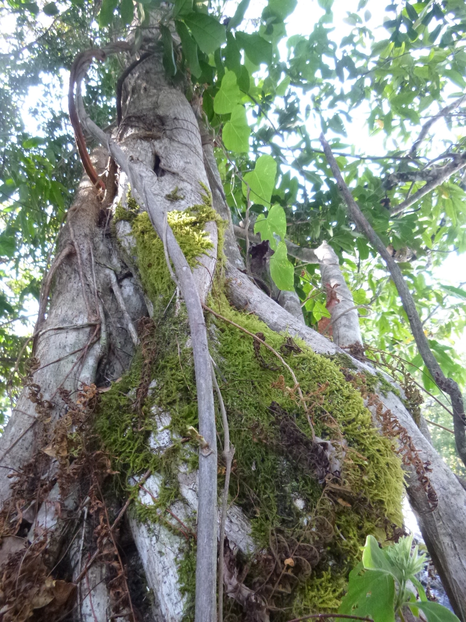 Vine-covered tree trunk outside Luwingu.
