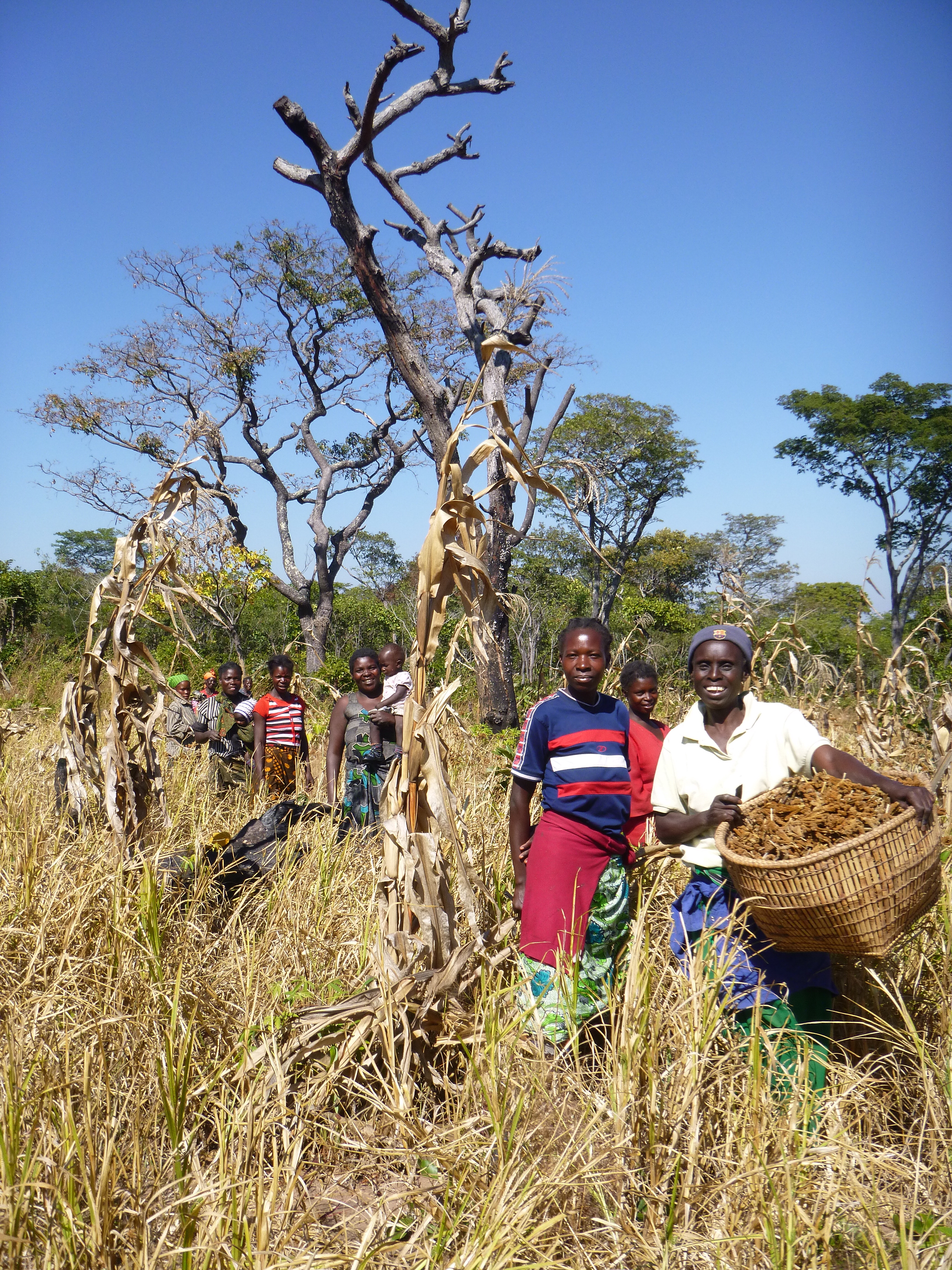 The Kashalyashi Women's Co-op harvesting millet.