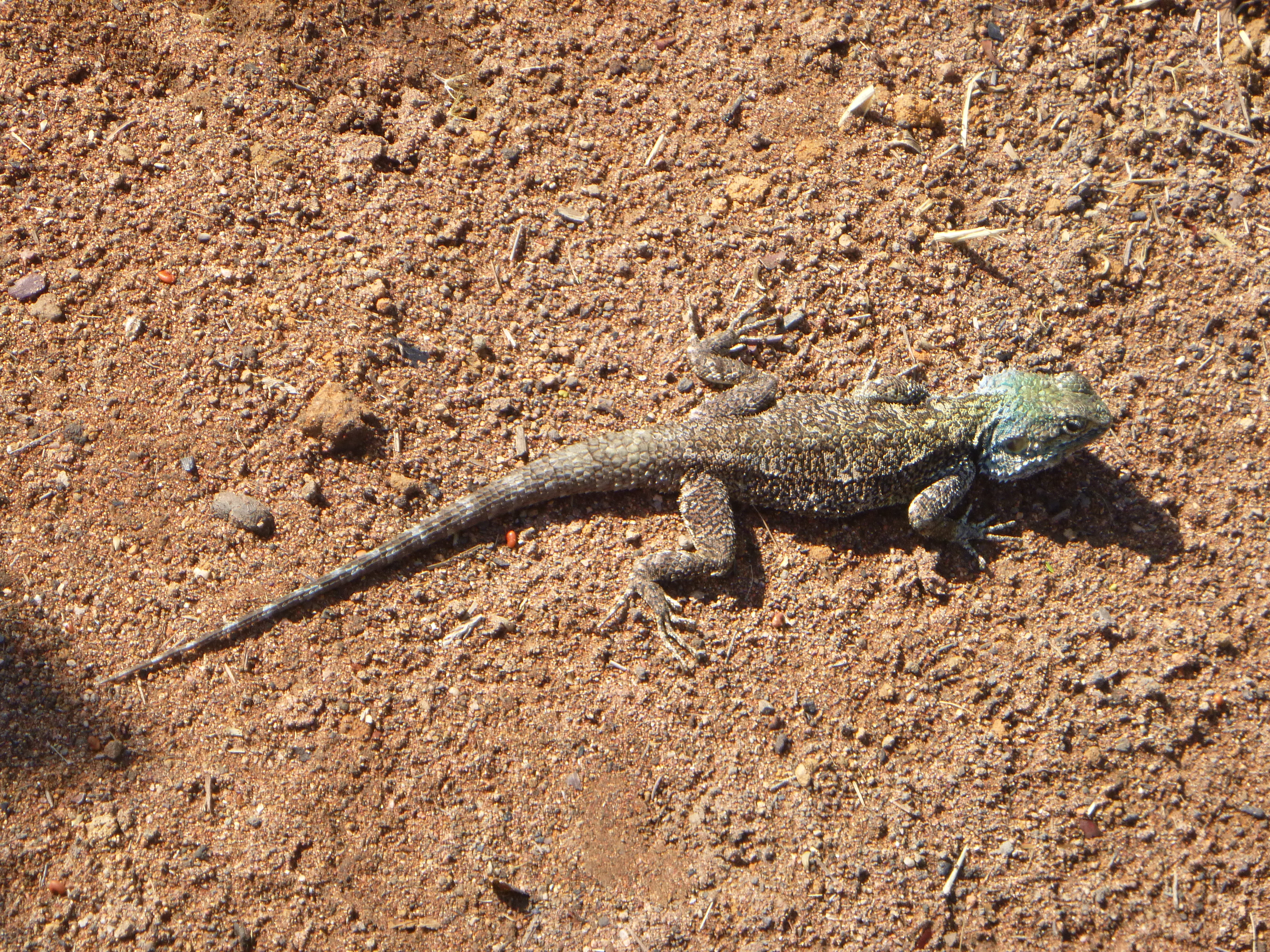 Cool, green-headed lizards that can be found all over Mfuba - if you look fast.