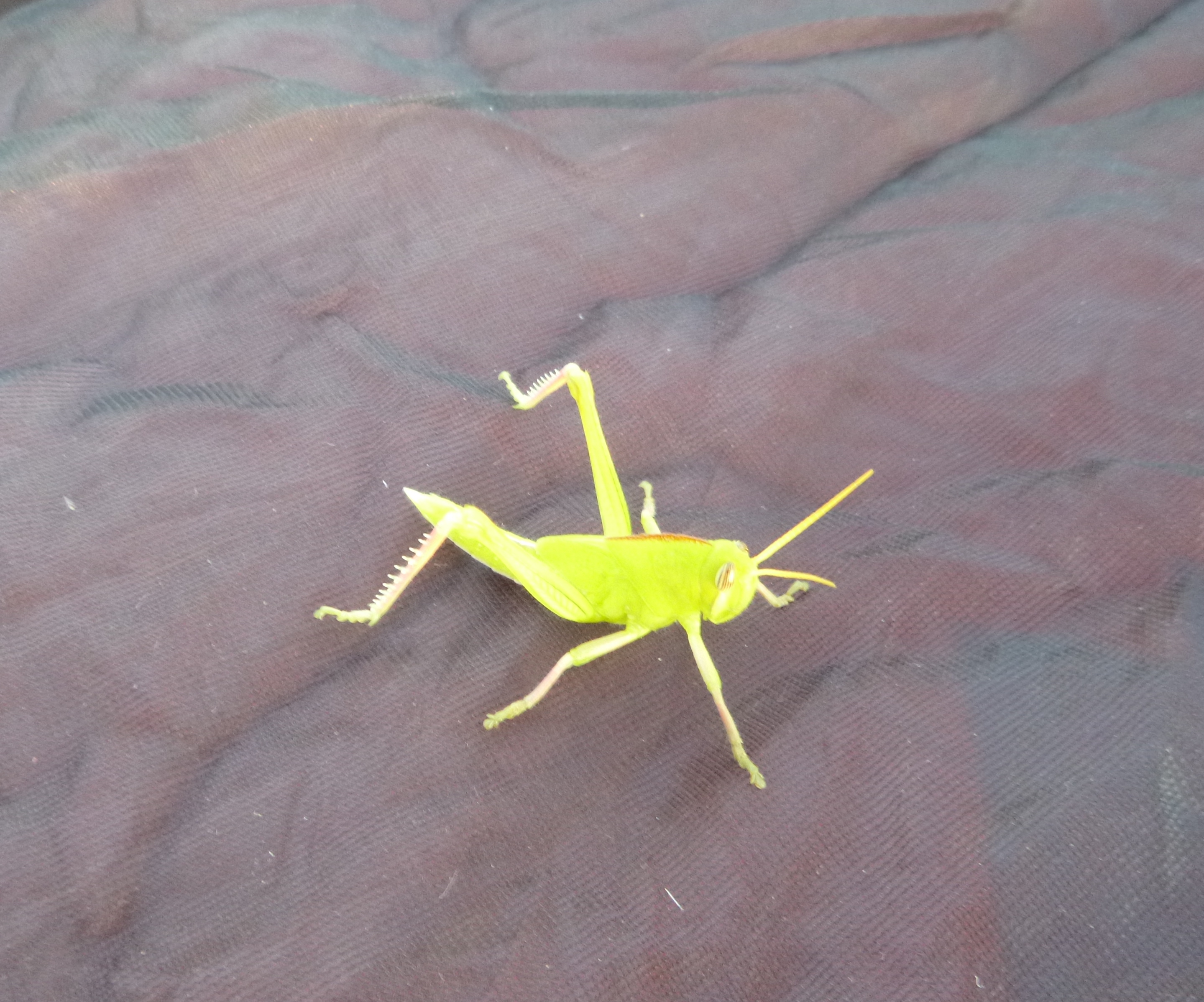 Neon-colored locust on my tent at our camp site on the Zambezi.