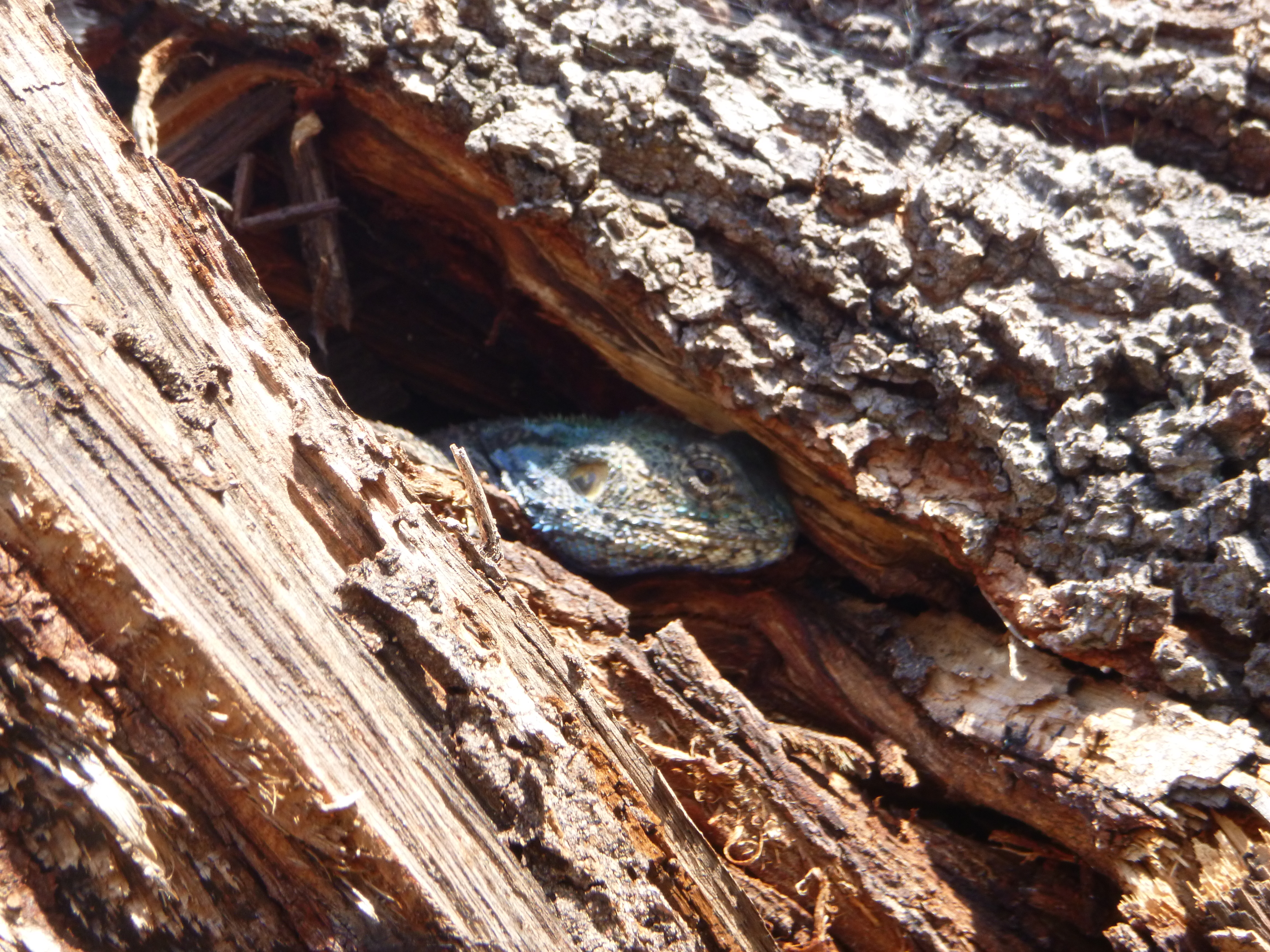 Lizard hiding in a tree trunk.