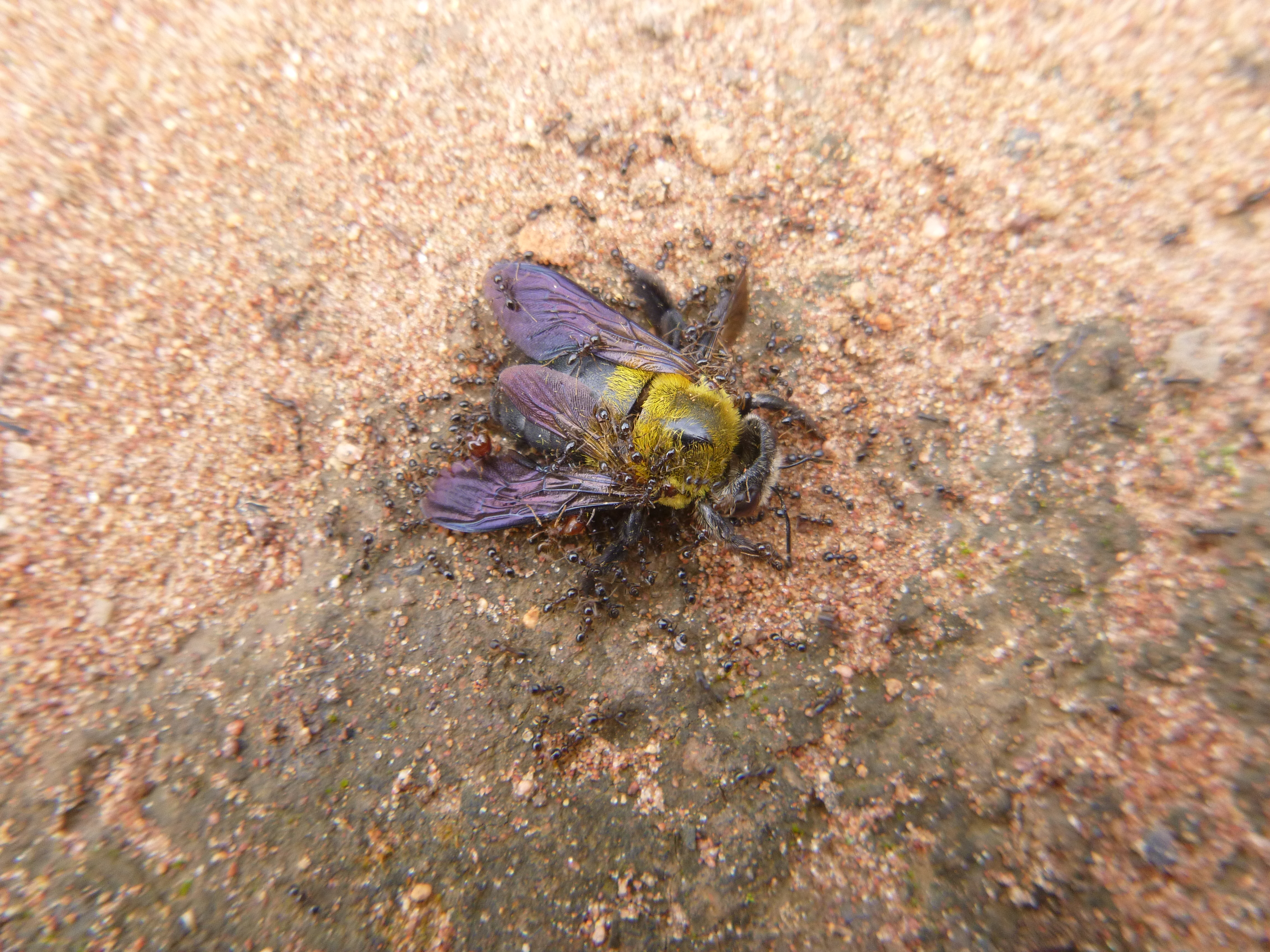 Ants devouring a bug. Not sure if they killed it, or found it dead.
