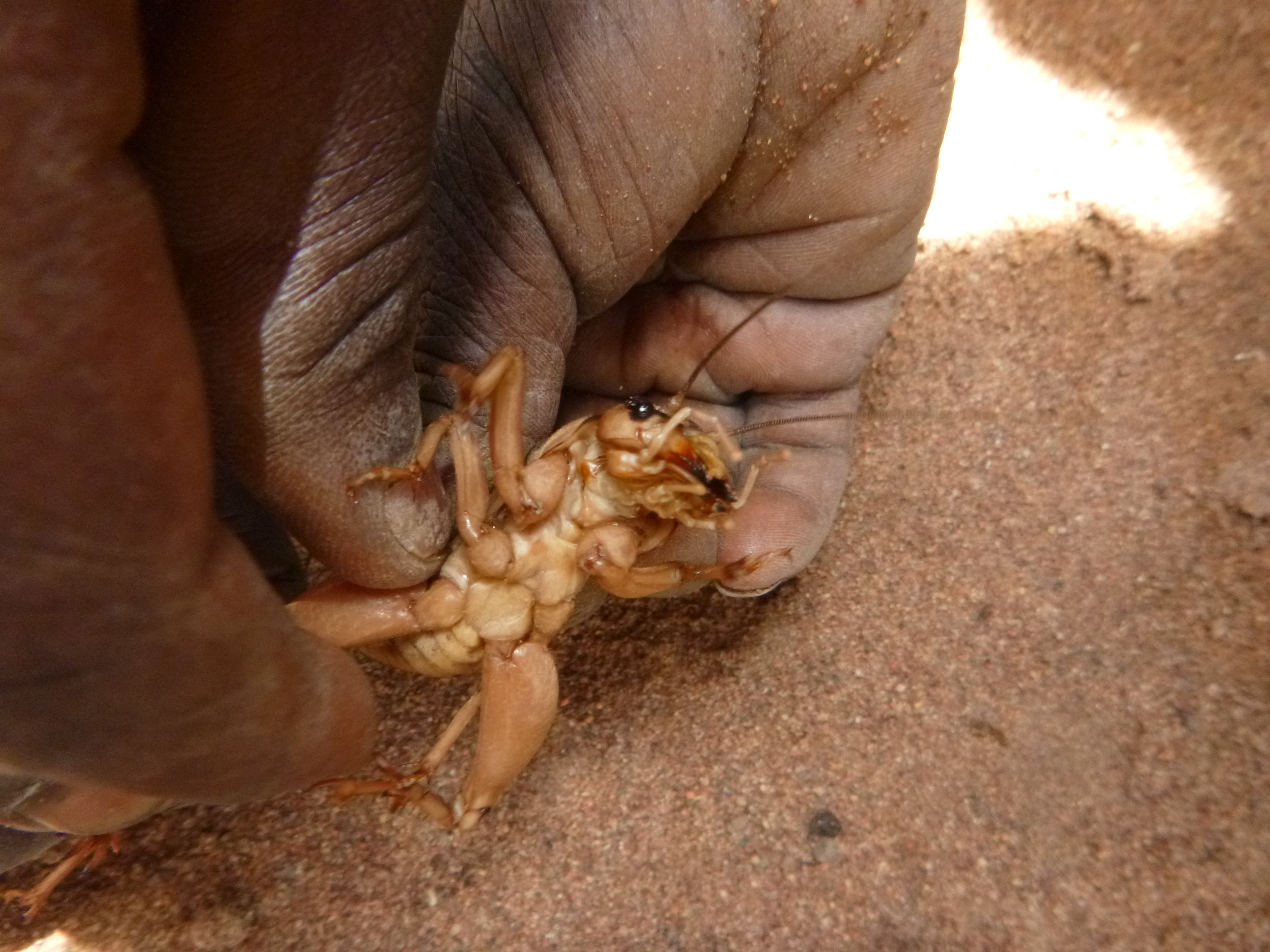 Inyense. An (apparently delicious) edible insect.